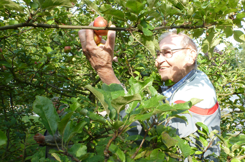 Ein Bewohner pflückt Äpfel im hauseigenen Garten.